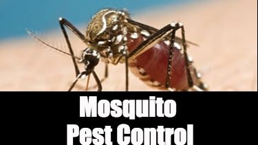 Mosquito Control