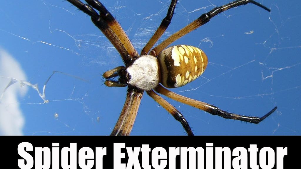 Spider Control Treatment Tyler Tx